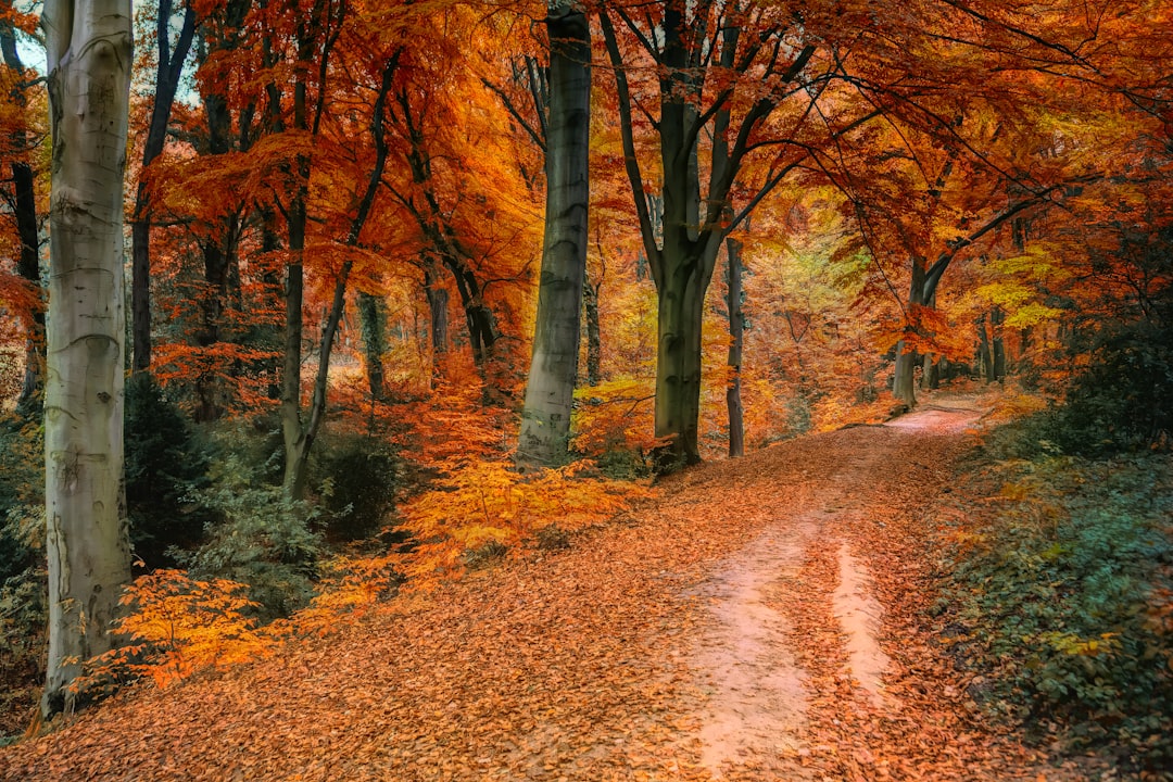 Autumn forest leaves