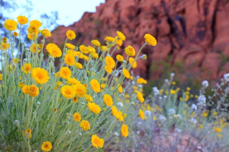 Desert wildflowers
